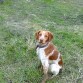 Donald llegó a nuestras vidas siendo sólo un bebé. Pensando que sería un perro de caza más, se ha convertido en un verdadero amigo que no te deja nunca solo. Un perro excepcional y aún mejor maestro para Calcetines al que ha enseñado todo lo que sabe.